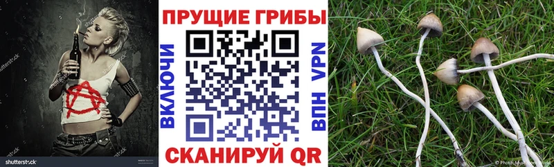Купить закладки  Кимовск  Псилоцибиновые грибы Psilocybine cubensis 
